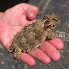 Blainville's horned lizard (Coastal horned lizard)