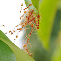 Weaver Ants