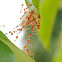 Weaver Ants