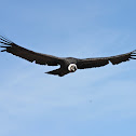 Andean Condor