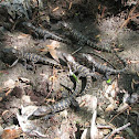 American Alligator