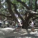 Banyan Tree