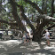 Banyan Tree