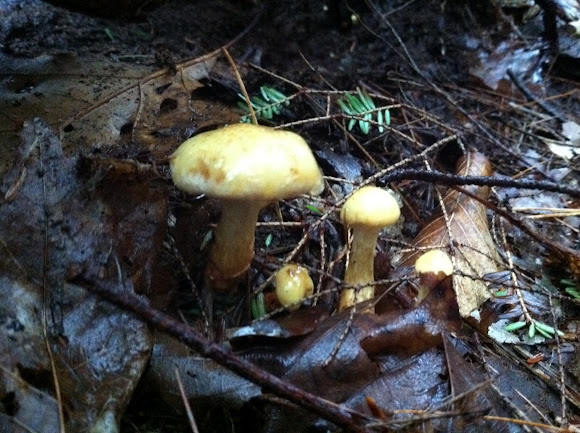 Spotting Image 1