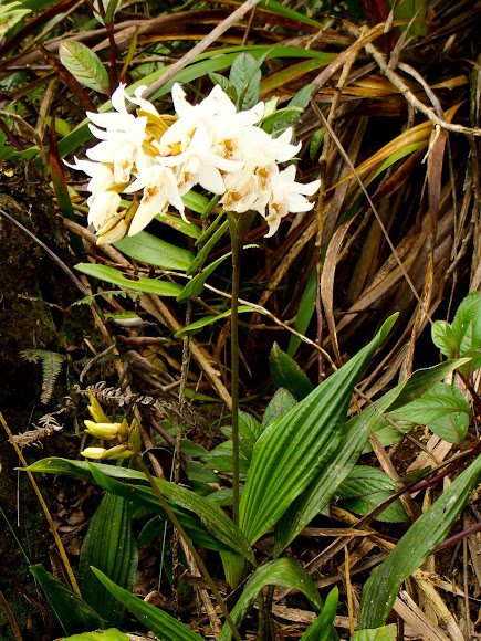 Spotting Image 1