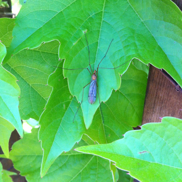 Spotting Image 1