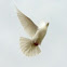 Homing Pigeon