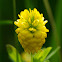 Hop Clover