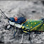 Ghost Grasshopper