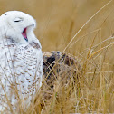 snowy owl