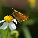 Fiery Skipper