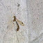 Ichneumon Wasp 