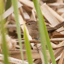 Marsh Wren