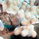 Whitemouth moray