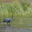 Goliath Heron