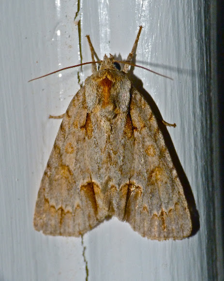 Spotting Image 1
