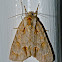 Wavy-Lined heterocampa (female)