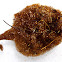 Sea Sponge (Glass Sponge)