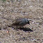 White-Crowned Sparrow