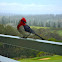 Red-crested Cardinal