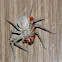 Wolf Spider