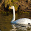 Whooper Swan