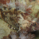Scorpionfish