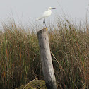 Snowy Egret
