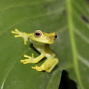 Tree Frogs Live Wallpaper mobile app icon