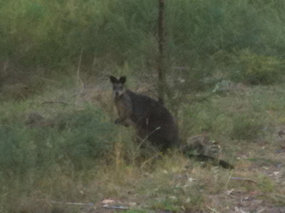 Spotting Image 1