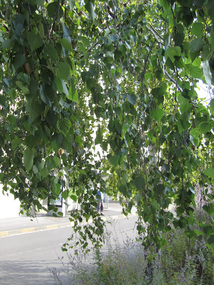 Spotting Image 1