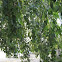 Silver Birch