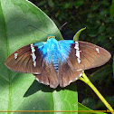 Blue Flasher