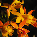 Orchid
