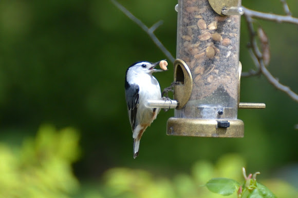 Spotting Image 1