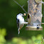 White-breasted Nuthatch