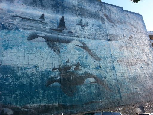 Killer Whale Wall Mural