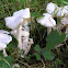 White tricholoma