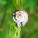 Snail / Puž