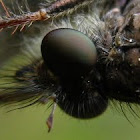 Robber fly