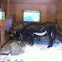 Domestic Donkeys