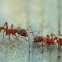 Common red ant