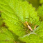 Lynx Spider(Oxyopes sertatus)