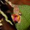 Lepanthes sp