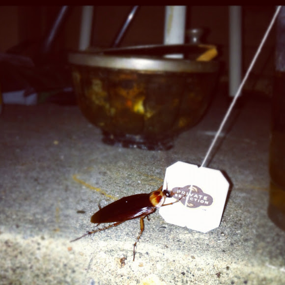 Tree Roach or Wood Roach Project Noah