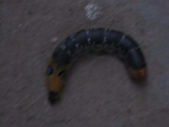 Spotting Image 1