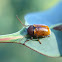 Cylinder leaf beetle