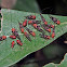 Bark Lice