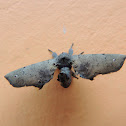 Moth
