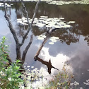 Water Turkey